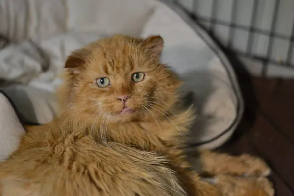 Znaleziono kota, Warszawa, 17 grudnia 2023 (3/4)