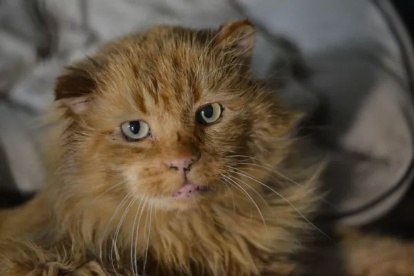 Znaleziono kota, Warszawa, 17 grudnia 2023 (4/4)