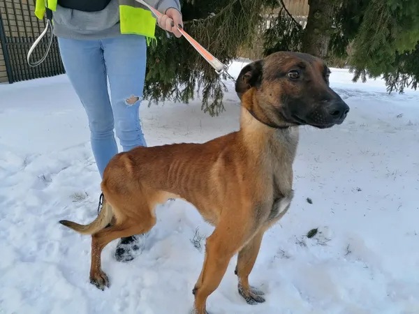 Pies do adopcji, Kielce, 18 grudnia 2023