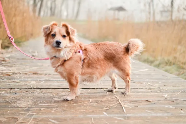 Znaleziono psa, Sosnowiec, 15 grudnia 2023 (2/5)