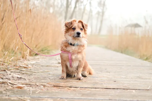 Znaleziono psa, Sosnowiec, 15 grudnia 2023 (5/5)