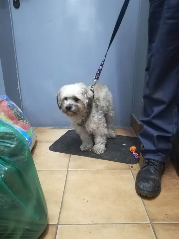 Znaleziono psa, Sosnowiec, 17 grudnia 2023