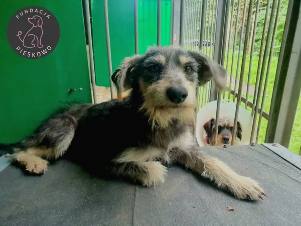 Pies do adopcji, Wolsztyn, 18 grudnia 2023