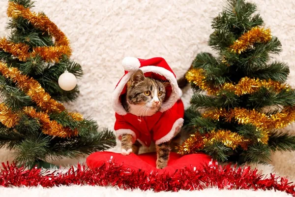 Kot do adopcji, Elbląg, 23 października 2023 (5/5)