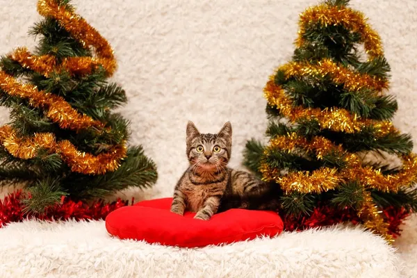 Kot do adopcji, Elbląg, 1 listopada 2023 (1/3)