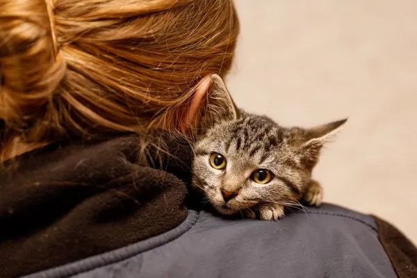 Kot do adopcji, Elbląg, 1 listopada 2023 (2/3)