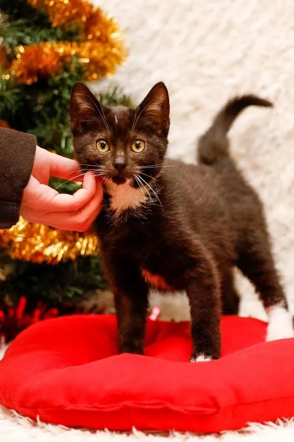 Kot do adopcji, Elbląg, 2 listopada 2023 (1/5)