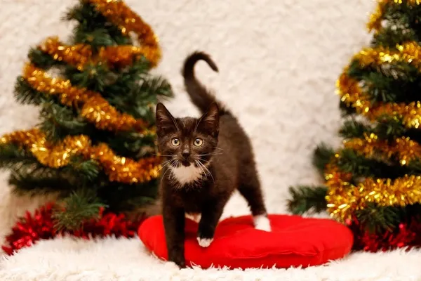 Kot do adopcji, Elbląg, 2 listopada 2023 (2/5)