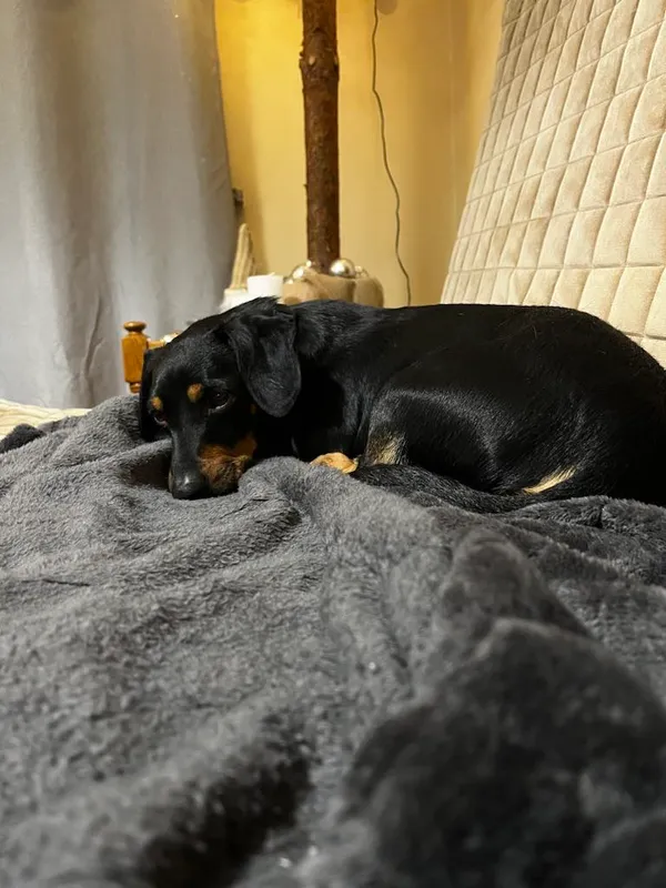 Zaginął pies, Łódź, 18 grudnia 2023