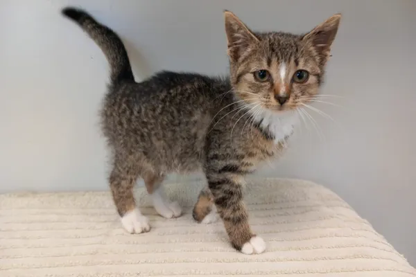 Kot do adopcji, Henrykowo, 18 grudnia 2023 (1/4)