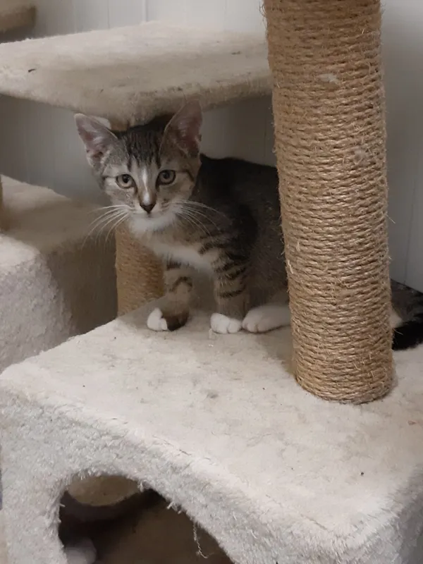 Kot do adopcji, Henrykowo, 18 grudnia 2023 (3/4)