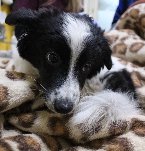 Znaleziono psa, Łódź, 17 grudnia 2023 (2/5)