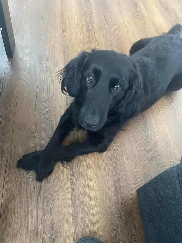 Zaginął pies, Pszczyna, 19 grudnia 2023 (1/2)