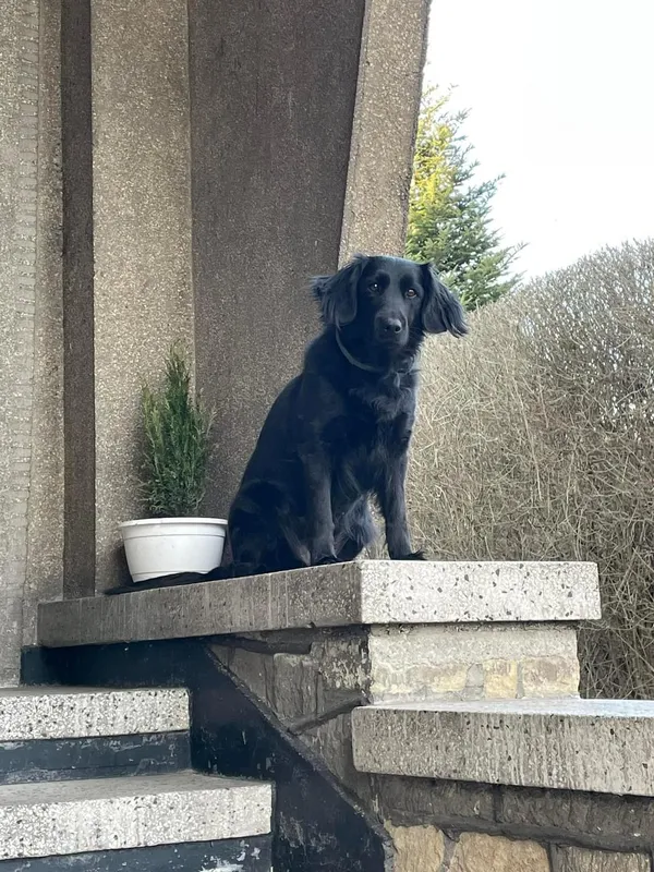 Zaginął pies, Pszczyna, 19 grudnia 2023 (2/2)