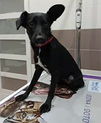 Znaleziono psa, Siedlce, 17 grudnia 2023