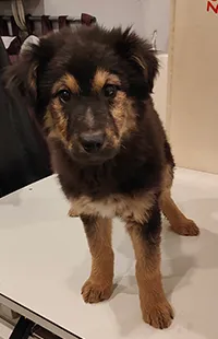 Znaleziono psa, Siedlce, 15 grudnia 2023