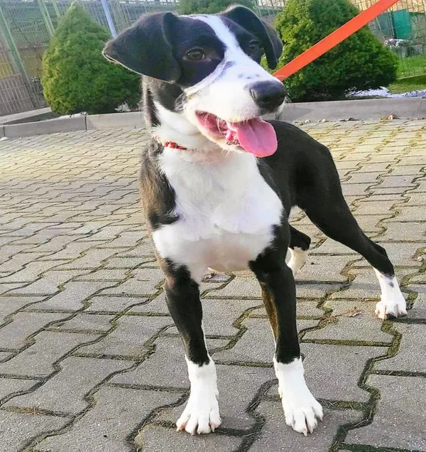 Pies do adopcji, Bytom, 19 grudnia 2023 (1/2)