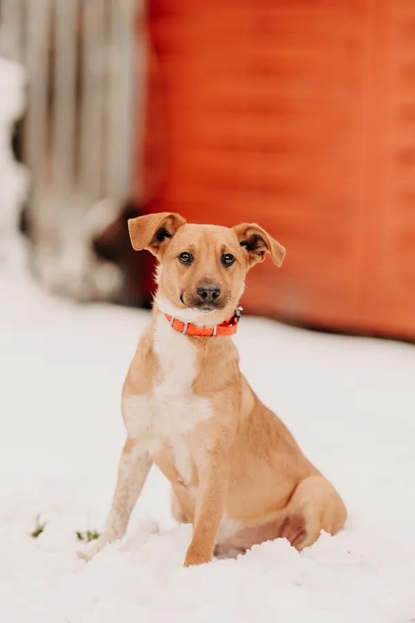 Pies do adopcji, Czartki, 19 grudnia 2023 (3/5)