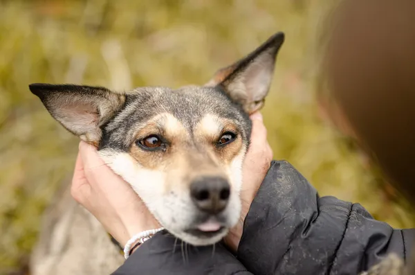 Oddam psa, Olsztyn, Osiedle Tadeusza Kościuszki, 20 grudnia 2023 (3/4)