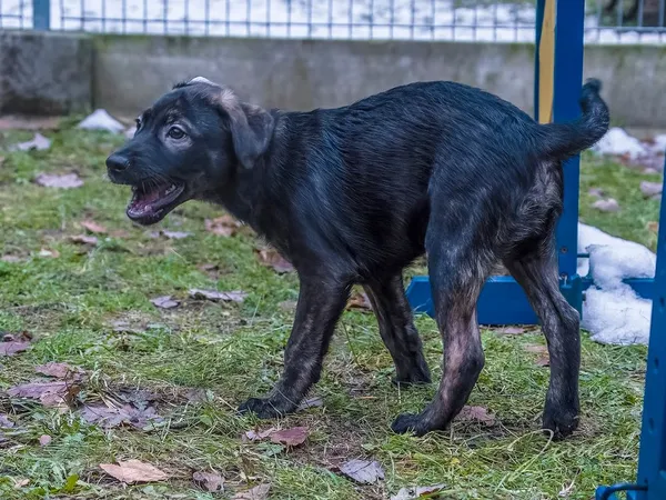 Pies do adopcji, Sopot, 20 grudnia 2023 (3/5)