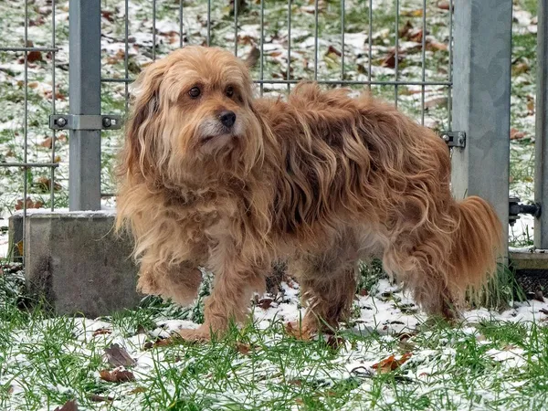 Pies do adopcji, Sopot, 20 grudnia 2023 (2/5)