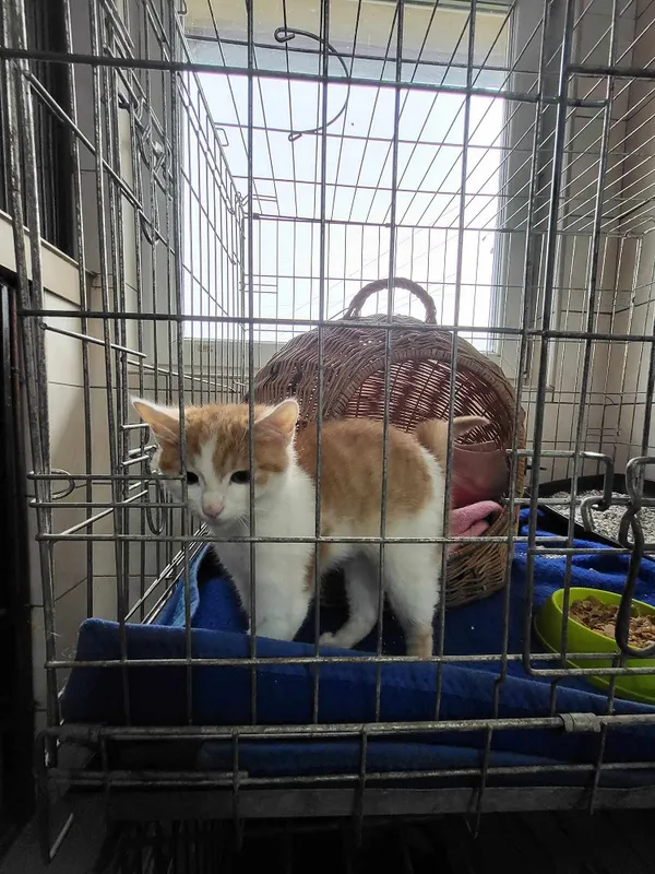 Kot do adopcji, Orzechowce, 19 grudnia 2023