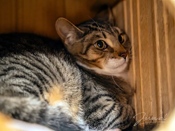 Kot do adopcji, Sopot, 20 grudnia 2023 (2/2)