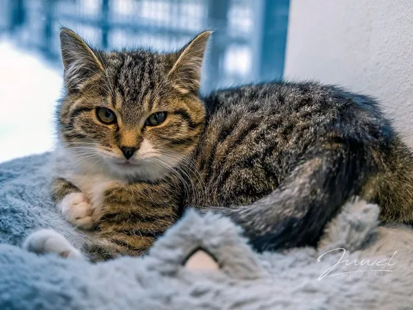 Kot do adopcji, Sopot, 20 grudnia 2023 (1/5)