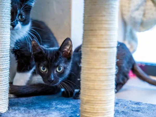 Kot do adopcji, Sopot, 20 grudnia 2023 (2/5)