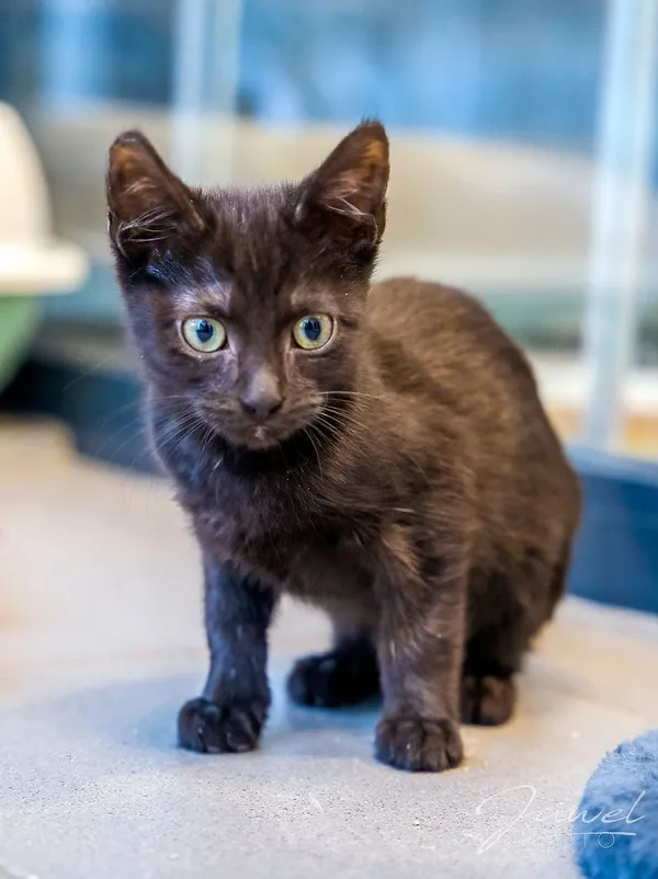 Kot do adopcji, Sopot, 20 grudnia 2023 (4/5)