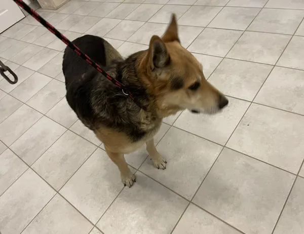 Znaleziono psa, Świdnica, 21 grudnia 2023