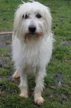 Pies do adopcji, Bełchatów, 23 listopada 2023 (1/5)