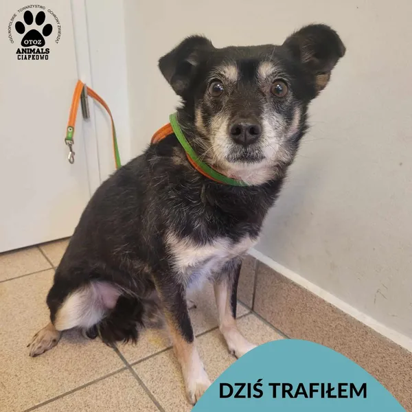 Znaleziono psa, Gdynia, 16 grudnia 2023