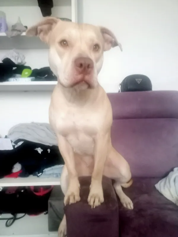 Zaginął pies, Łódź, 21 grudnia 2023