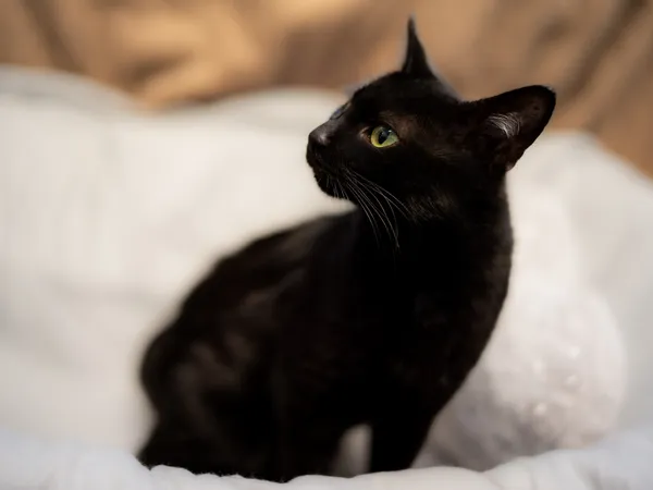 Znaleziono kota, Sosnowiec, 19 grudnia 2023 (2/4)