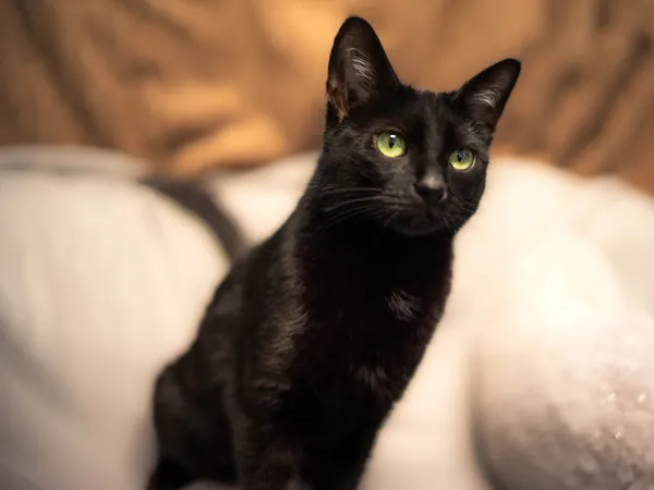 Znaleziono kota, Sosnowiec, 19 grudnia 2023 (3/4)