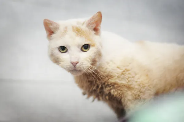 Znaleziono kota, Sosnowiec, 20 grudnia 2023 (4/4)