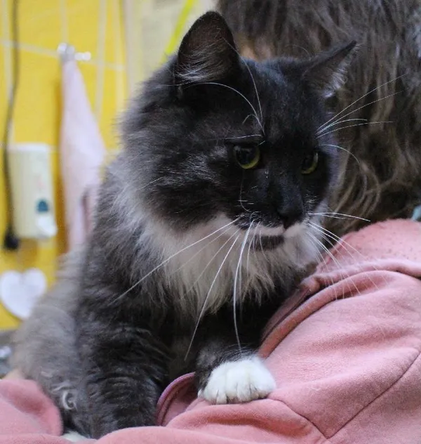 Znaleziono kota, Łódź, 21 grudnia 2023 (5/5)