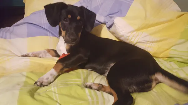 Zaginął pies, Mordy, 22 grudnia 2023 (1/2)