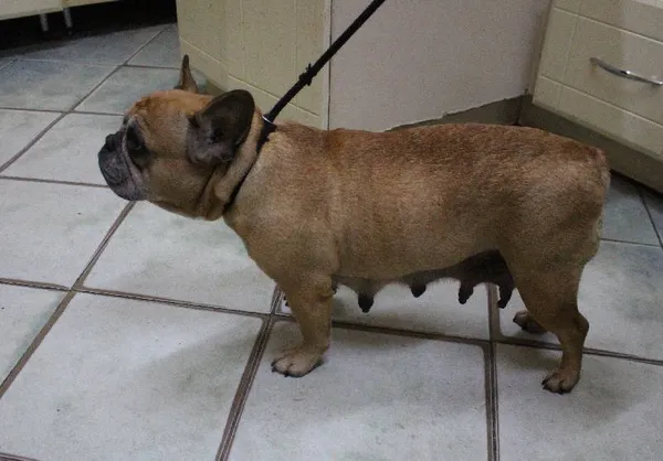 Znaleziono psa, Łódź, 22 grudnia 2023 (5/5)