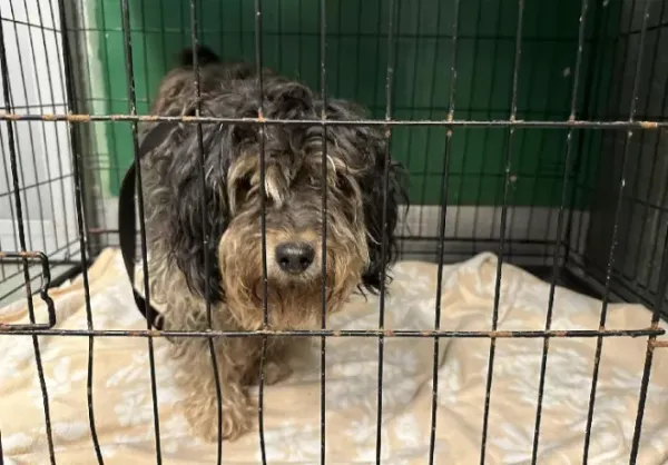 Znaleziono psa, Warszawa, 21 grudnia 2023