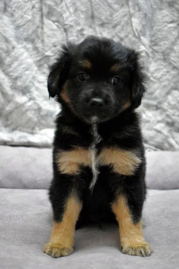 Znaleziono psa, Sosnowiec, 21 grudnia 2023 (1/3)