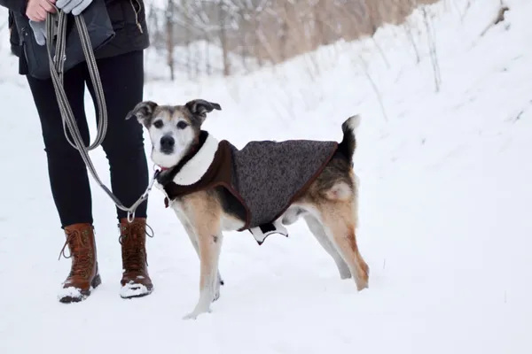 Znaleziono psa, Sosnowiec, 20 grudnia 2023 (1/4)