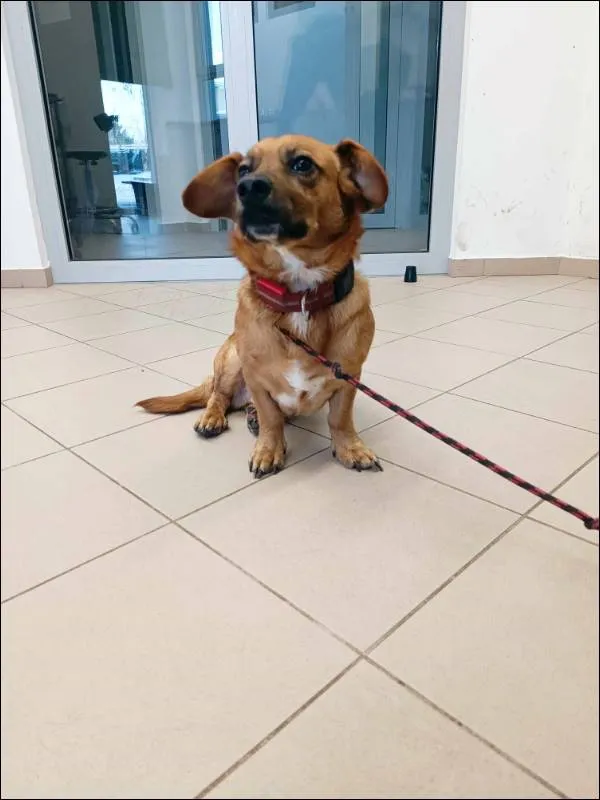 Znaleziono psa, Grudziądz, 23 grudnia 2023