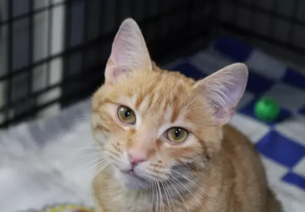 Znaleziono kota, Warszawa, 23 grudnia 2023 (1/5)