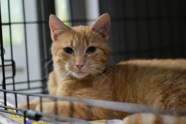 Znaleziono kota, Warszawa, 23 grudnia 2023 (2/5)