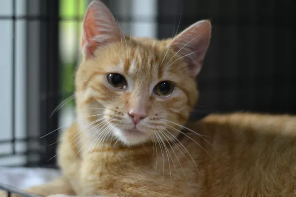 Znaleziono kota, Warszawa, 23 grudnia 2023 (3/5)