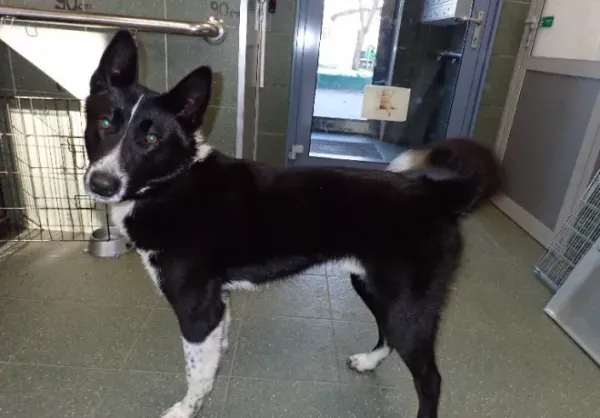 Znaleziono psa, Warszawa, 23 grudnia 2023