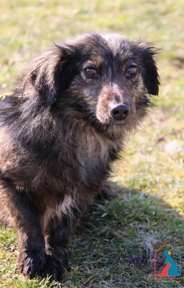 Pies do adopcji, Grudziądz, 13 października 2023 (3/5)