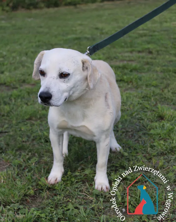 Pies do adopcji, Grudziądz, 6 września 2023 (1/5)